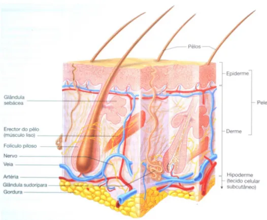 Figura  1-  Representação  esquemática  da  pele  (epiderme  e  derme),  hipoderme  e  estruturas  anexas (pêlos e glândulas) (adaptado de Seeley et alli, 2003)