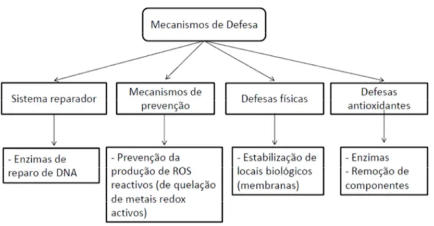Figura 7- Mecanismos de defesa geral contra o stress oxidativo (adaptado de Kohen, 1999) 