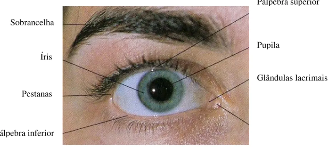 Figura 2: Componentes do sistema visual (adaptado de (Seeley et al., 2005)). 