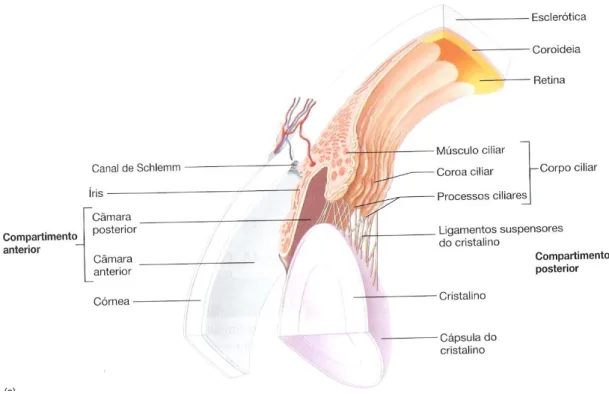 Figura 4: Esquema ilustrativo da anatomia do olho e das diferentes vias que a SA pode  seguir ao atingir o olho: 1) permeação transcorneal a partir do fluido lacrimal, dentro da 