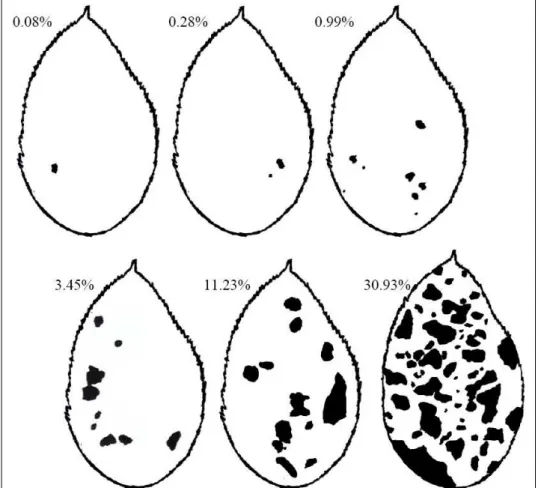 Figure 1 - A diagrammatic scale to assess Glomerella leaf spot (Colletotrichum spp) severity (total leaf lesion area percentage) in apple (Malus domestica), composed by six levels of severity, in Campo Largo County, State of Paraná, 2003/2004 season.