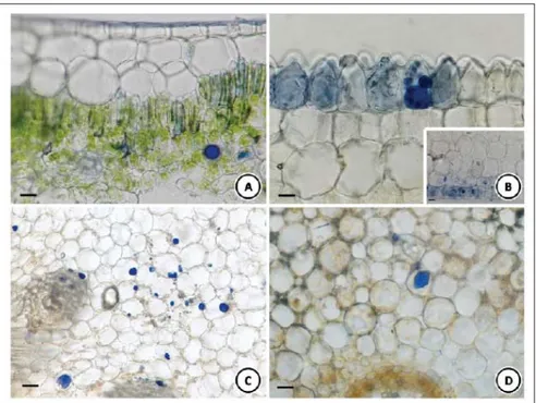 Figure 1 - NADI reaction on vegetative and reproductive organs of Alpinia zerumbet. Cross  section of (A) leaf blade, (B) petal highlighting adaxial epidermal cells (detail: abaxial  epidermal cells), (C) rhizome, (D) root