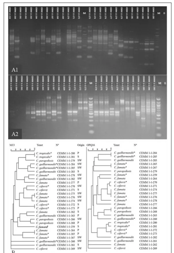 Figure 1 - Dendrograms resulting from the analysis of 27 isolates of Candida spp. obtained from the gastrointestinal  tract  of  Macrobrachium  amazonicum  (n=7)  and  the  natural  environment  (n=20)  through   M-13-ﬁ ngerprinting and RAPD-PCR with prime