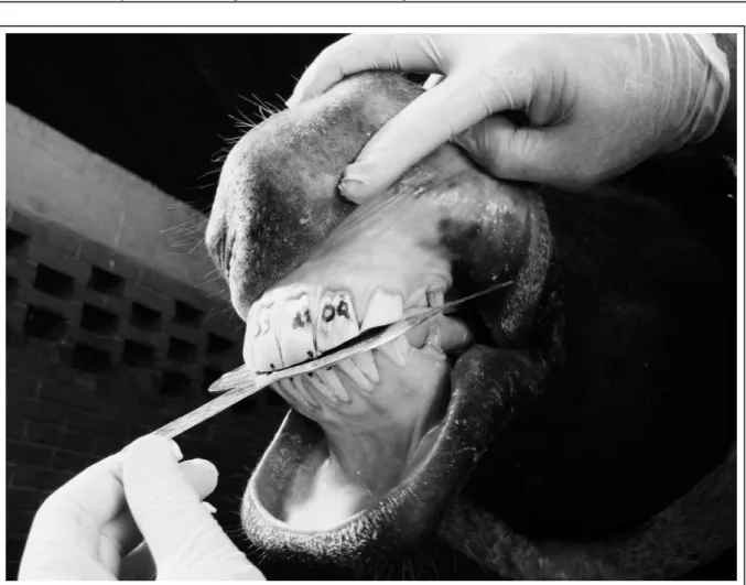 Figure 1 - Horse under sedation with eigth years old. The Bussico gauge was inserted between the occlusal surfaces of the incisor teeth for  assessment of incisor alignment.