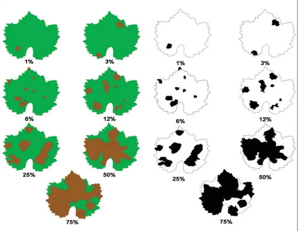 Figure 1 - Diagramatic scale of grapevine (Vitis vinifera) downy mildew severity caused by Plasmopora viticola,  in color  and black-and-white