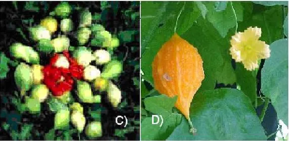 Ilustração 1: Momordica balsamina a mostrar A) a estrutura das folhas e gavinhas e a  inflorescência axilar e B) a rama, os frutos e as sementes secos