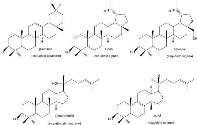 Ilustração 8: exemplos de esqueletos de álcoois triterpenóides pentacíclicos (oleanano e  lupano) e tetracíclicos (demarano e eufano)