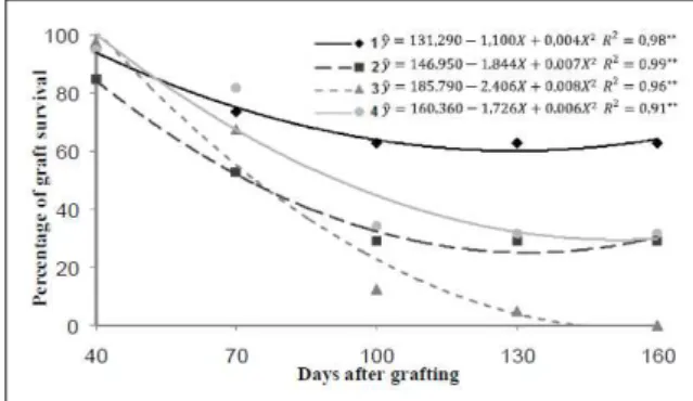 Figure 3 - Average values of the percentage of graft survival  of guava ‘Paluma’, according to the rootstocks and  days after grafting