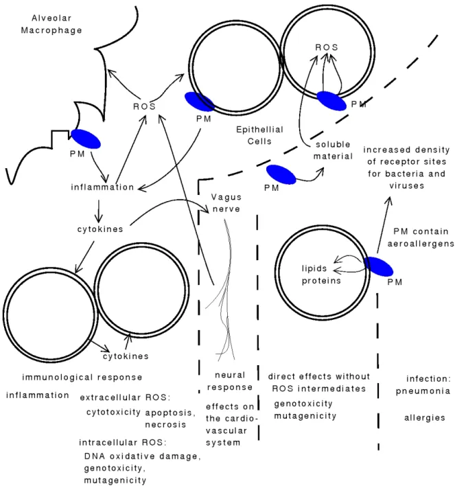 Figure 3.4: The mechanisms by which particulate matter affects health, based on [222, 260, 261, 224, 266]