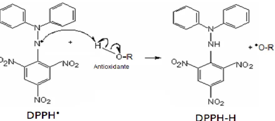 Figura 13 ─ Mecanismo da reacção do radical livre DPPH •  com o grupo hidroxilo (-OH)  do antioxidante