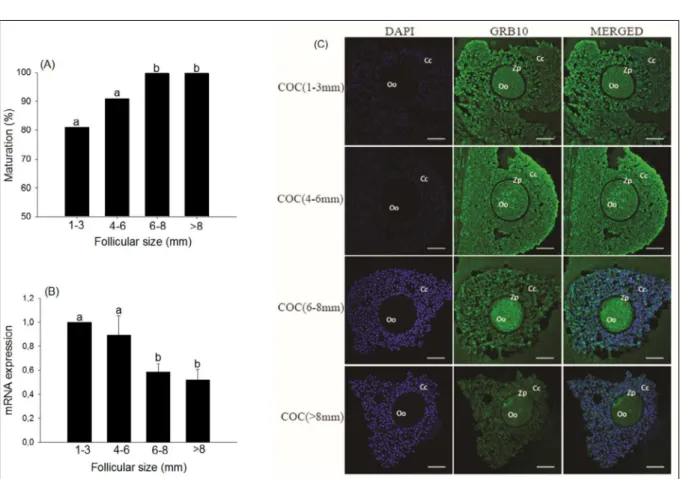 Figure 1- Nuclear maturation rates, mRNA expression and immunofluorescence for Grb10 in bovine COCs from different follicle sizes