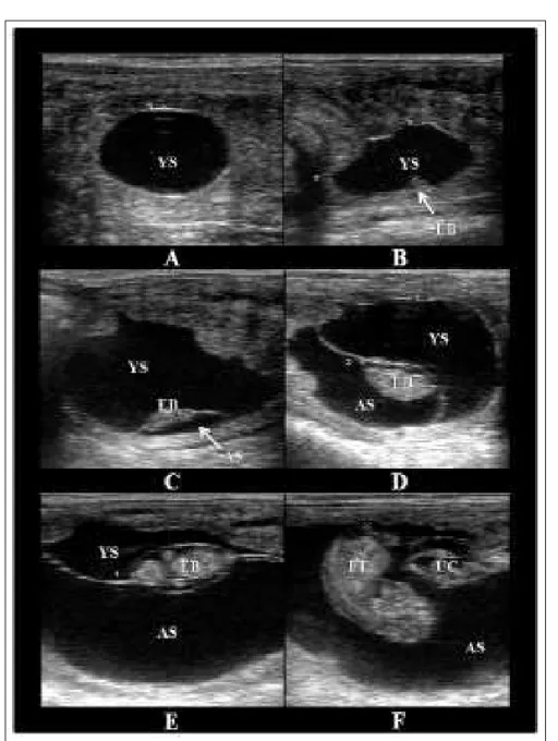 Figure 1 -  Ultrasonography images (7.5 MHz) of conceptuses from non-cyclic recipient mares at  different gestational days