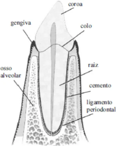 Figura I – Anatomia do órgão dentário  Fonte: Santos, 2006:48 