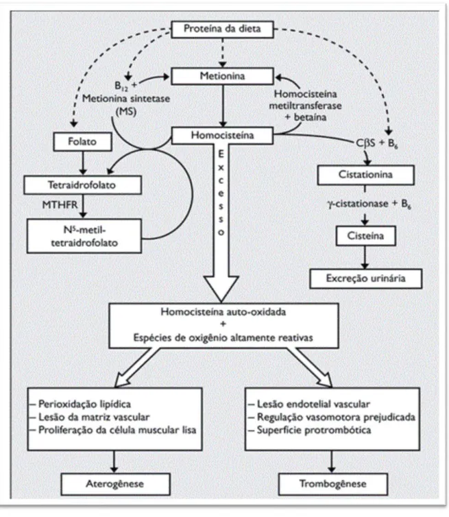 Figura 5 - Metabolismo da homocisteína e a sua relação com as doenças  aterotrombóticas (Neves, et al., 2004) 