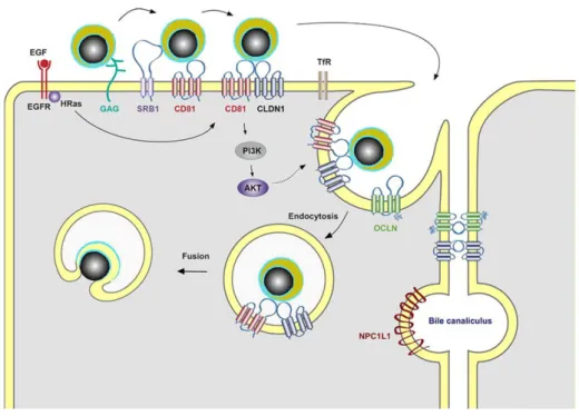 Figura 4. Ciclo viral do VHC (Dubuisson and Cosset 2014).
