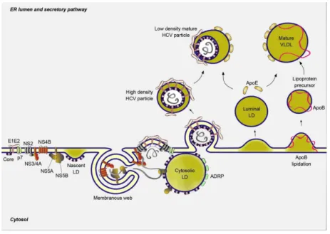 Figura 5. Replicação e empacotamento do vírus HCV (Dubuisson and Cosset 2014).