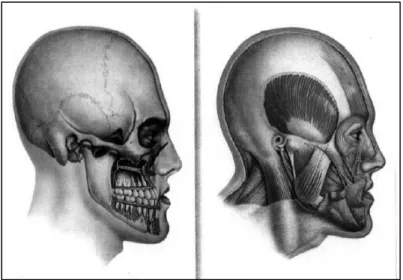 Figura 4: Padrão dolicofacial (Adaptado de Carminatti, 2000). 