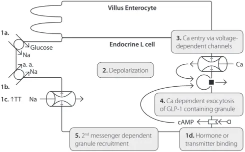 Figure  2.  two  possible  pathways  for  stimulus-secretion  coupling  in  intestinal  glp-1  secreting  l-cells