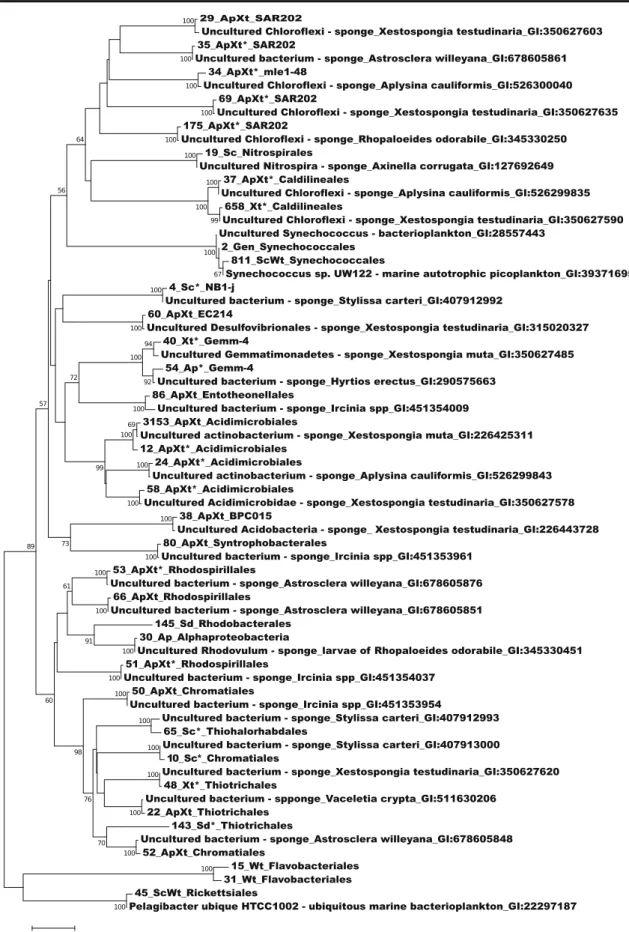 Fig. 8 Phylogenetic tree of the bacterial 16S rRNA gene sequences recovered from S. carteri, A