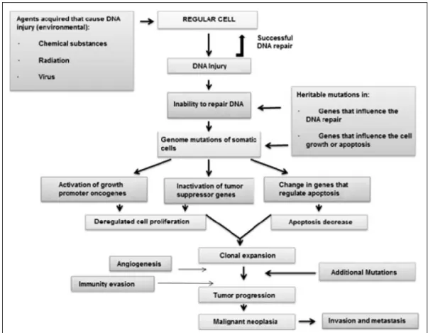 Figure 1 - Simplified flow chart of the molecular basis of neoplasias. Source: STRICKER &amp; KUMAR, 2008.