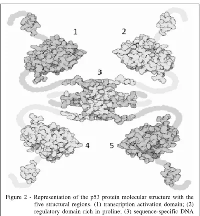 Figure 2 - Representation of the p53 protein molecular structure with the five structural regions