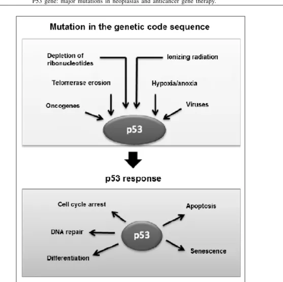 Figure 3 - p53 role in cell cycle.  Source: Adapted from VOUSDEN &amp; LU (2002).