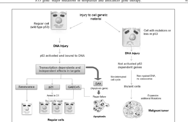 Figure 4 - The p53 role in maintaining the genome integrity. Source: Adapted from STRICKER &amp;