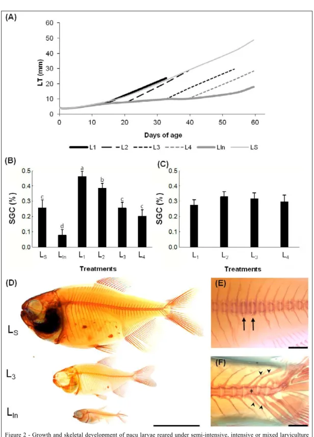 Figure 2 - Growth and skeletal development of pacu larvae reared under semi-intensive, intensive or mixed larviculture  systems