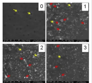 Figure 1 – Eletromicrographs obtained by Scanning Electron  Microscopy  (SEM)  of  the  films:  without  nanocarbonate (0), 1 % nanocarbonate (1), 2 %  nanocarbonate (2) and 3 % nanocarbonate (3).