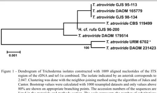 Figure 1 - Dendrogram of Trichoderma isolates constructed with 1009 aligned nucleotides of the ITS  region of the rDNA and tef-1α combined