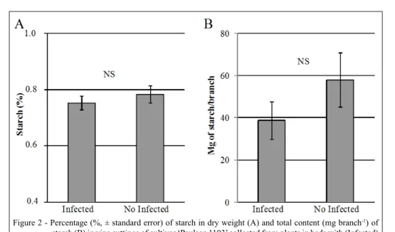 Figure 2 - Percentage (%, ± standard error) of starch in dry weight (A) and total content (mg branch -1 ) of  starch (B) in vine cuttings of cultivar ‘Paulsen 1103’ collected from plants in beds with (Infected)  and without (No Infected) ground pearl