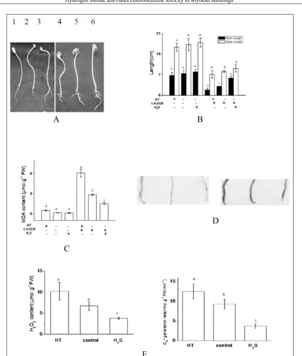Figure 2 - Effects of HT and NaHS treatments on the root length and stem length of soybean seedlings (A &amp; B), intracellular  MDA content (C), H 2 O 2  content , and the rate of O 2 .-  generation (E) in soybean seedlings under 1,4-DCB stress