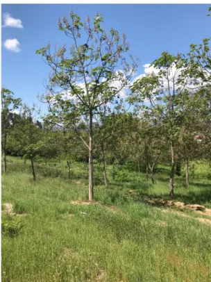 Figure 2. Experimental field of Paulownia spp. planted in  the region of Viseu (central region of Portugal)