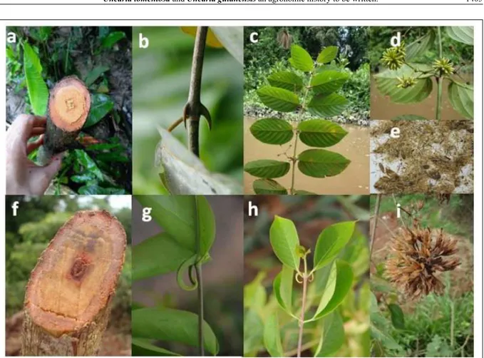 Figure 1 - Uncaria tomentosa: a) Stem, b) Thorns, c) Abaxial face of leaves, (showing the ribs that seem “fine veins”) d) Inflorescence,  and e) Seeds