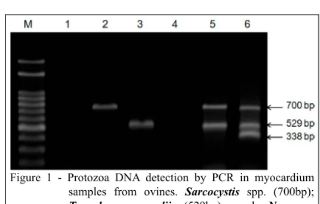 Figure 1 - Protozoa DNA detection by PCR in myocardium  samples from ovines. Sarcocystis spp