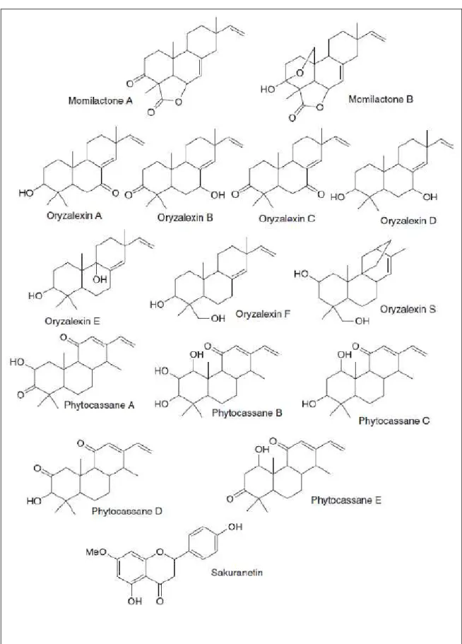 Figure 3 - Structure of phytoalexins in rice plants.