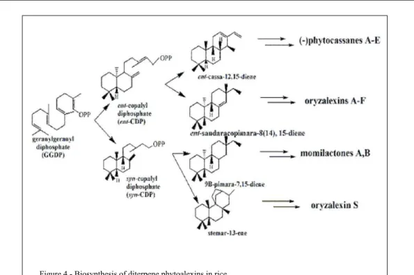 Figure 4 - Biosynthesis of diterpene phytoalexins in rice.