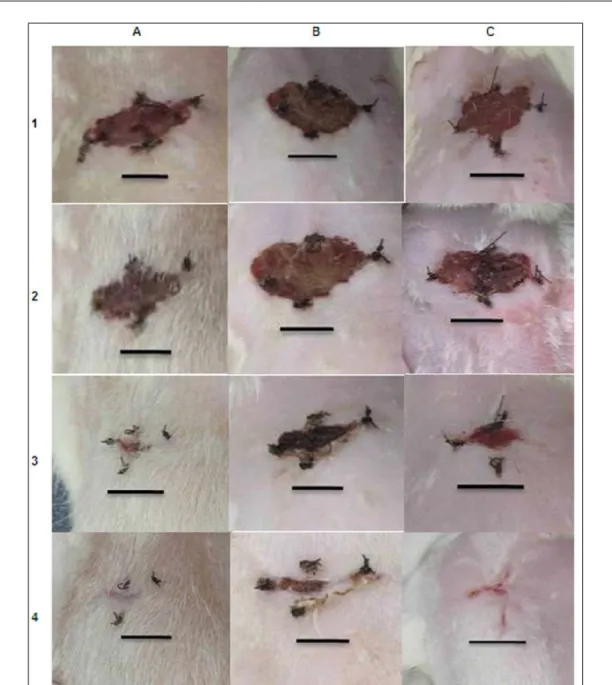 Figure 1 - Progress of skin wound healing over 15 days of observation. The table columns show the experimental  groups, with control group (A), dexamethasone group (B) and dexamethasone treated with mesenchymal  stem cells (C)
