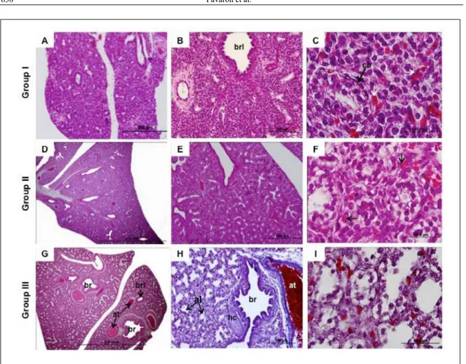 Figure 2 - Histology of the lung development in fetuses of cavy (Galea spixii). Group I (33-35 days), Group II (38-40 days),  and Group III (43-45 days)