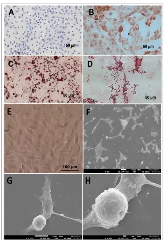 Figure 1- Differentiation in cell lineages (A-D) and morphologic characterization (E-H) of mesenchymal stem  cells derived from bovine Wharton’s jelly in bright light microscopy (E) and scanning electron  micrographs  (F-H)