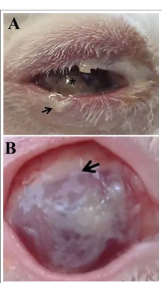 Figure 2 - A) Eye of the OM-graft group on postoperative day  3 showing moderate mucous secretion (arrow)