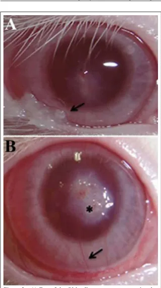 Figure 3 - A) Eye of the OM-cell group on postoperative day  14 showing mild mucous secretion (arrow)