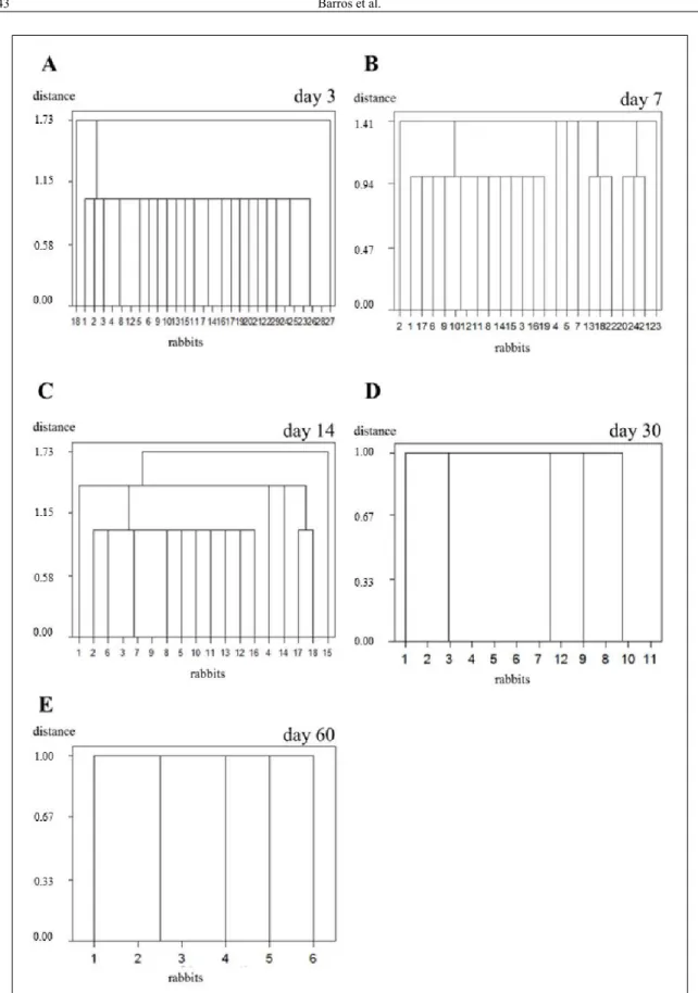 Figure 4 - Dendrograms representative of  the groups and  Euclidean distances between the corneas of the rabbits used  in this  study, taking  into consideration the clinical manifestations observed during the temporal evolution of the lamellar  keratoplas