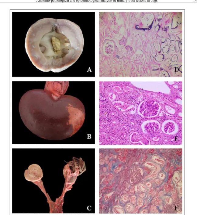 Figure 1 - Urolith obstructing the renal pelvis (A); Renal infarct (B); Exemplary of D