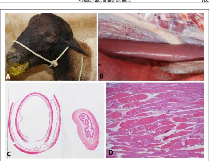Figure 1 - A) Sheep 1 with the mouth stained by regurgitated rumen content. B) Esophagus dilated and showing increased volume when  compared with the trachea on the right of the picture and against the aorta above
