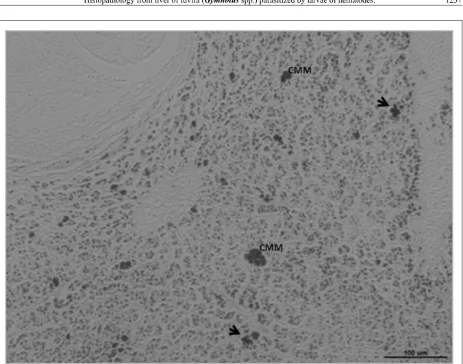 Figure 2 - Iron deposition Grade 3 (Fe +++) in liver of Gymnotus spp. Melanomacrophages centers (CMM) and macrophages (arrows)  400X