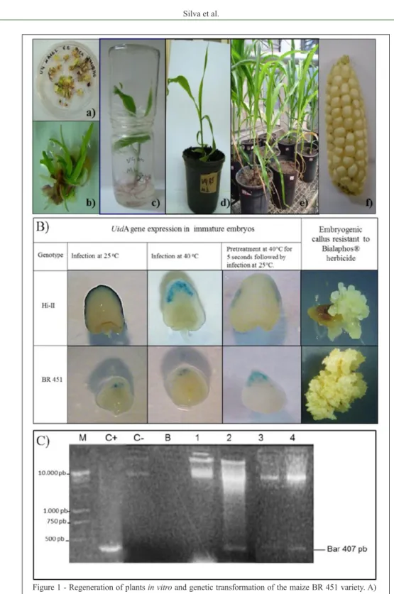 Figure 1 - Regeneration of plants in vitro and genetic transformation of the maize BR 451 variety