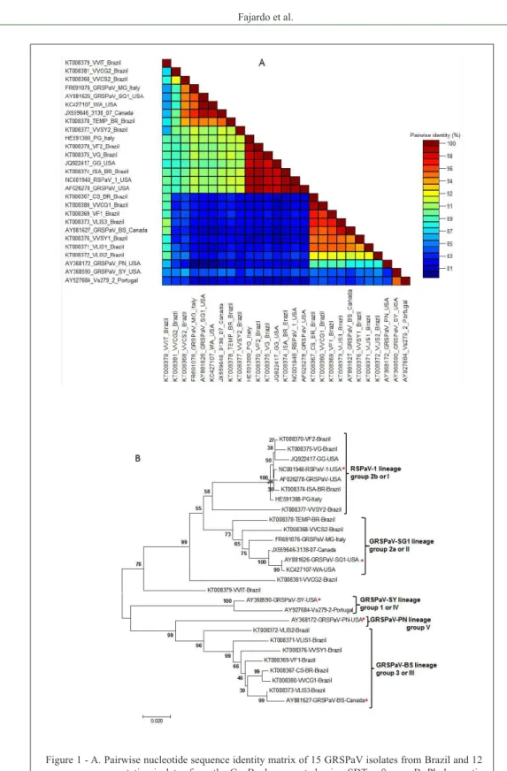 Figure 1 - A. Pairwise nucleotide sequence identity matrix of 15 GRSPaV isolates from Brazil and 12  representative isolates from the GenBank, generated using SDT software