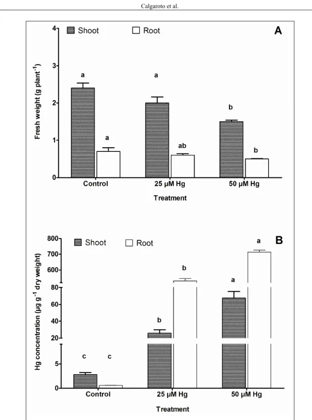Figure 1 - Shoot and roots fresh weight and tissues Hg concentration of Pfaffia glomerata plantlets exposed  to 0, 25 and 50µM Hg, using sand as a substrate, for nine days