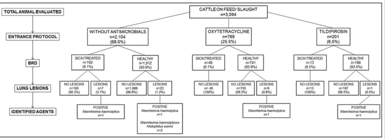 Figure 1 - Fluxogram demonstrating the number of cattle evaluated per metaphylactic protocol